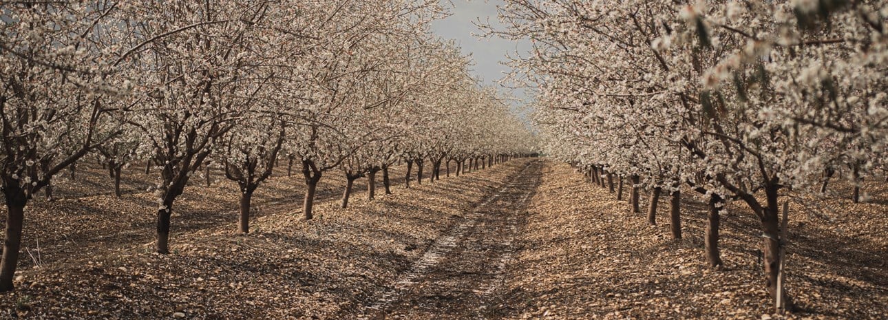 The Legend of the Almond Blossom 